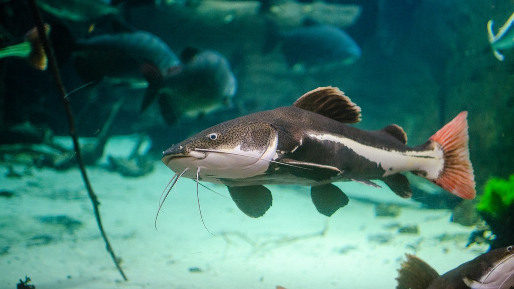 Cara Menangkap Ikan Keli Di Tasik Dari Tebing