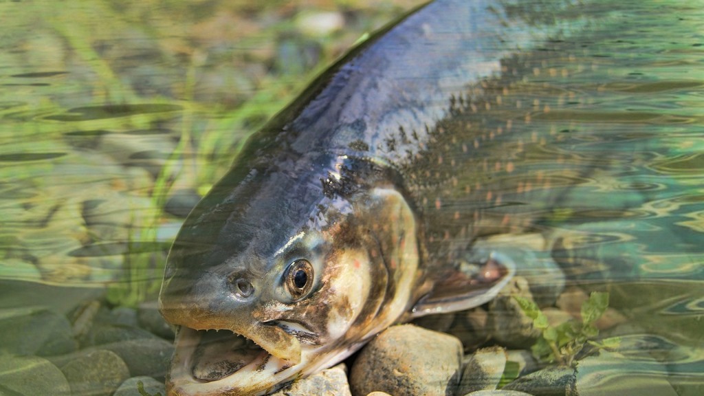 Adakah Sungai Wilson Ditutup Untuk Memancing Ikan Salmon